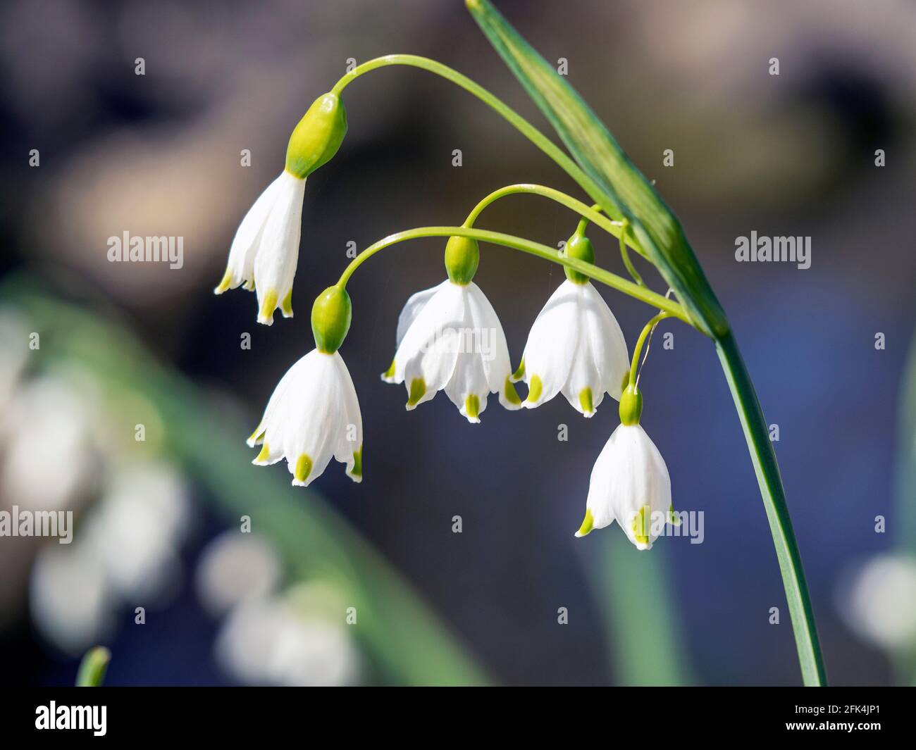 Primo piano di graziosi fiori di fiocco di neve di primavera bianchi Foto Stock