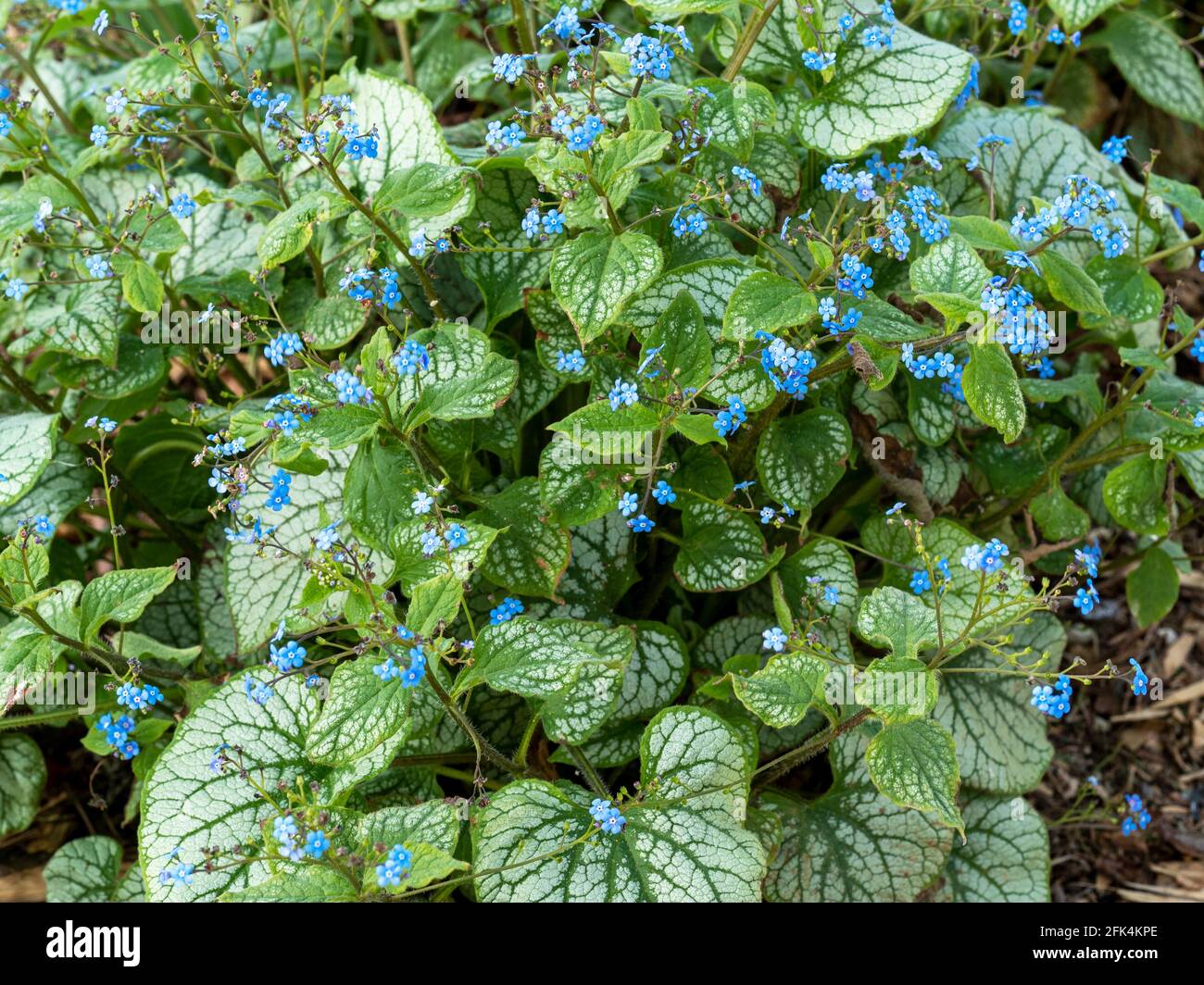 Bugloss siberiano, brunnera macrophylla, con foglie variegate e fiori blu Foto Stock