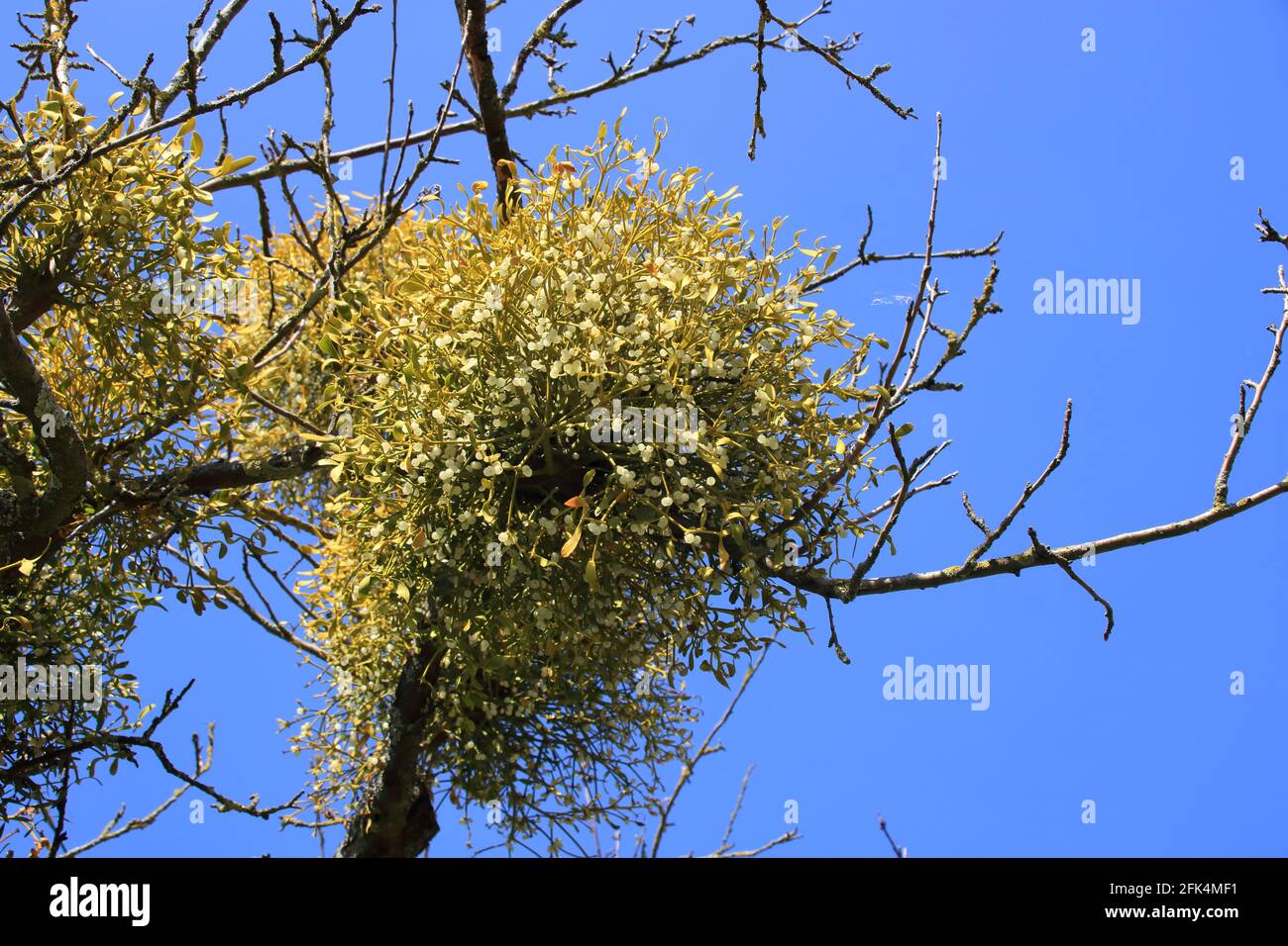 Mistletoes in un albero Foto Stock