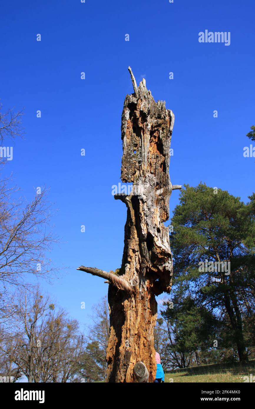 Il legno morto è vita anche, vecchio tronco dell'albero marcio Foto Stock