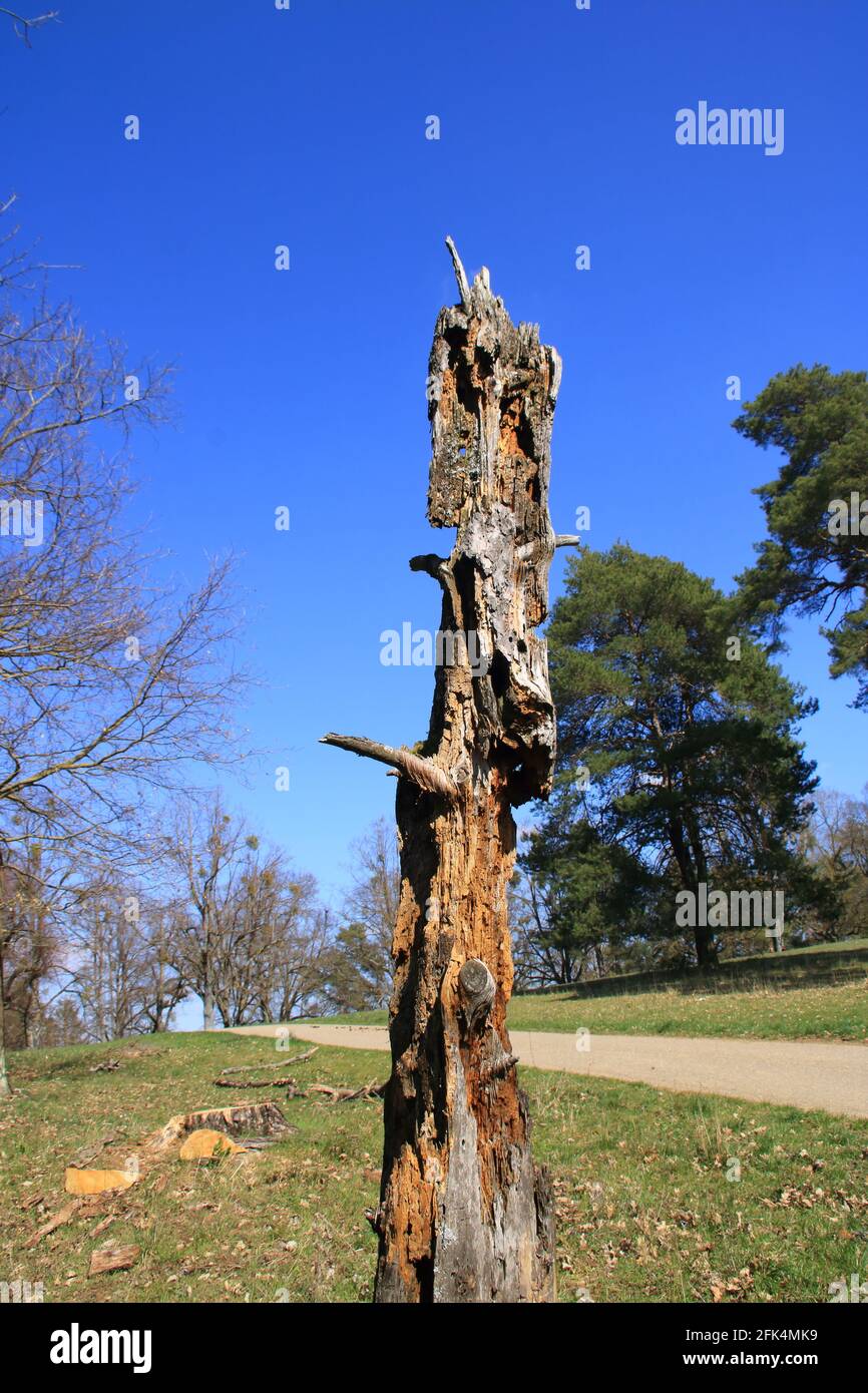 Il legno morto è vita anche, vecchio tronco dell'albero marcio Foto Stock