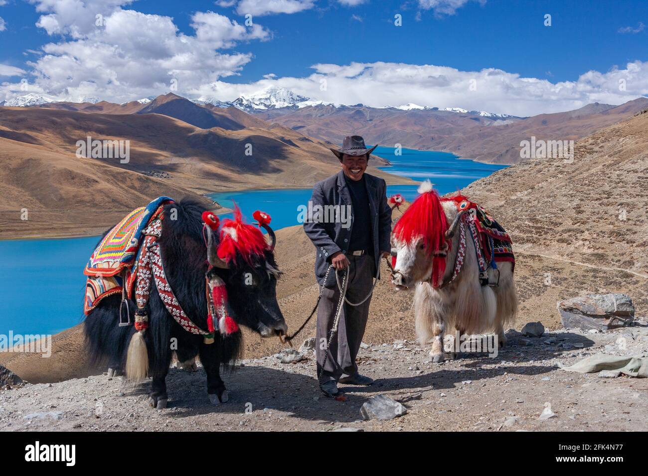 Uomo tibetano con due Yaks addomesticati sopra le acque glaciali blu del lago Yamdrok sulla strada del Passo d'Alte di Gampa (16860 piedi) in Tibet. Foto Stock