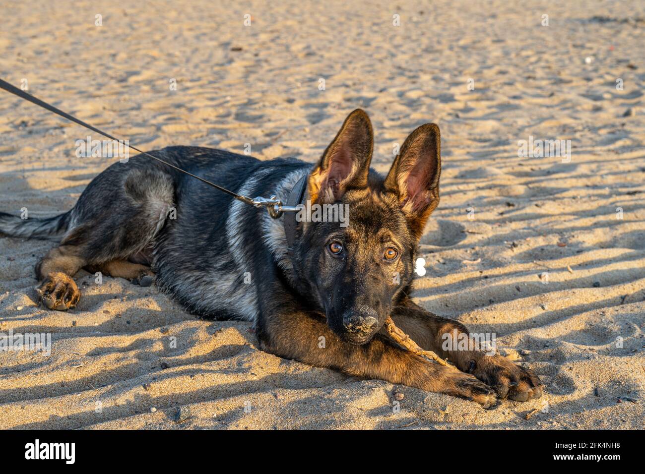 Una foto al tramonto di un cucciolo di pastore tedesco di quattro mesi su una spiaggia di sabbia. Luce dorata. Linea di lavoro razza Foto Stock