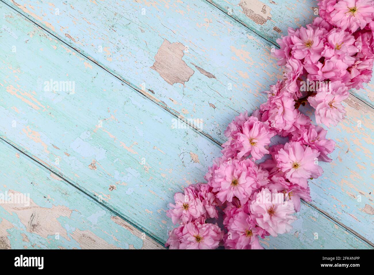 Ornamento rosa ciliegio albero prunus fiore sfondo su un rustico piano di legno Foto Stock