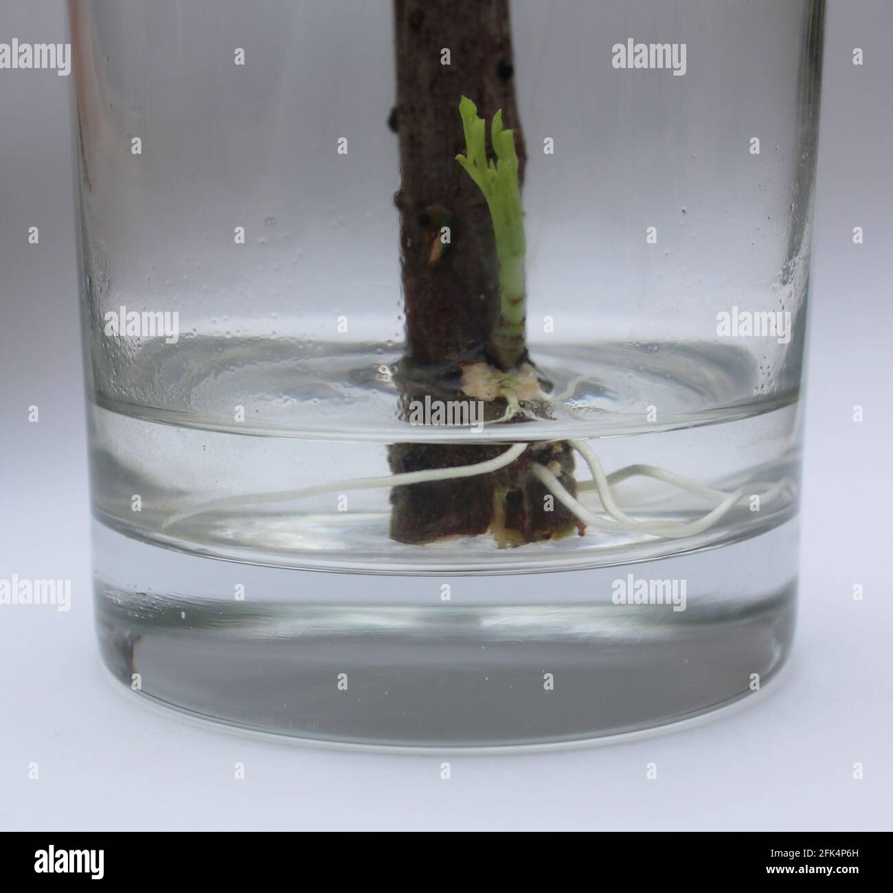 Un taglio di Elderberry che prende radice in un bicchiere d'acqua Foto Stock