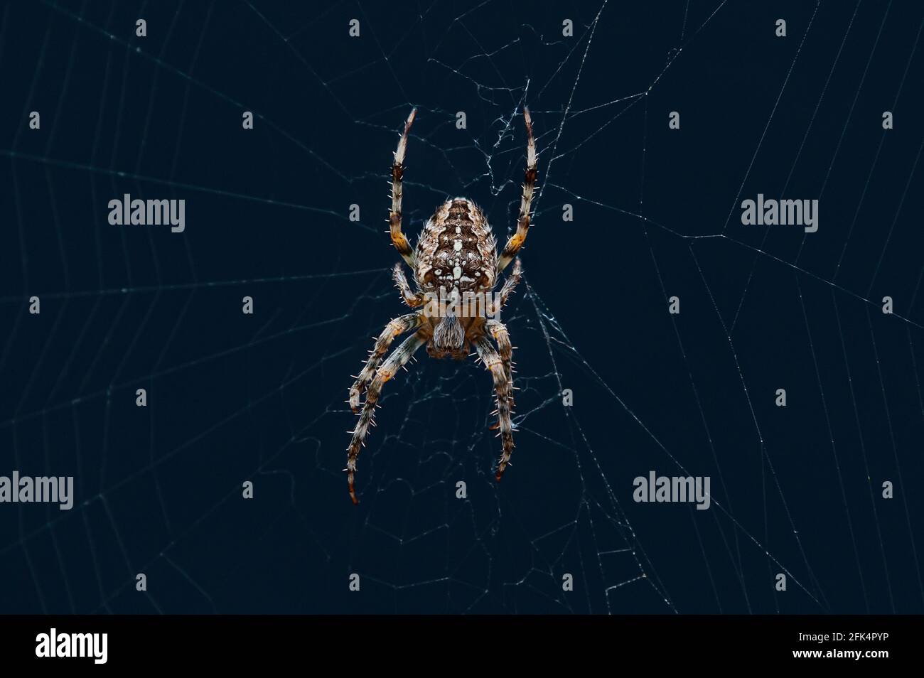 Comune British Garden Spider (Araneus Diadematus) primo piano. Appeso sul suo web. Foto Stock