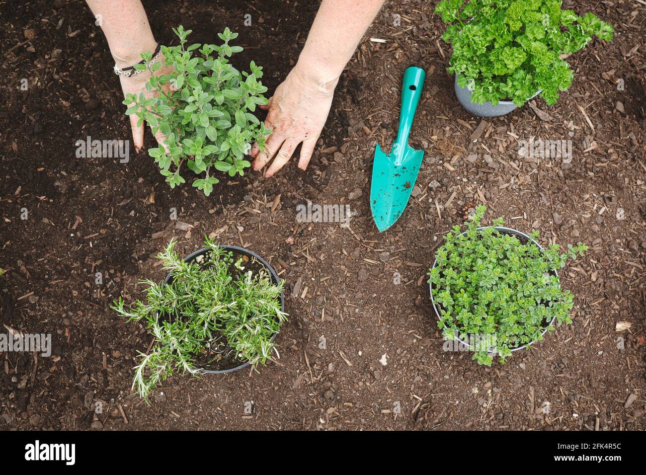 Marjoram, rosmarino, timo di limone e prezzemolo. Mano di donna con pianta verde, cazzuola da giardino e terreno fertile. Foto Stock
