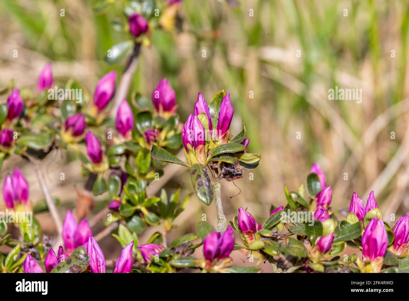 Colorata macchia Azalea con boccioli di fiori che si aprono al sole del pomeriggio. Northampton, Regno Unito Foto Stock