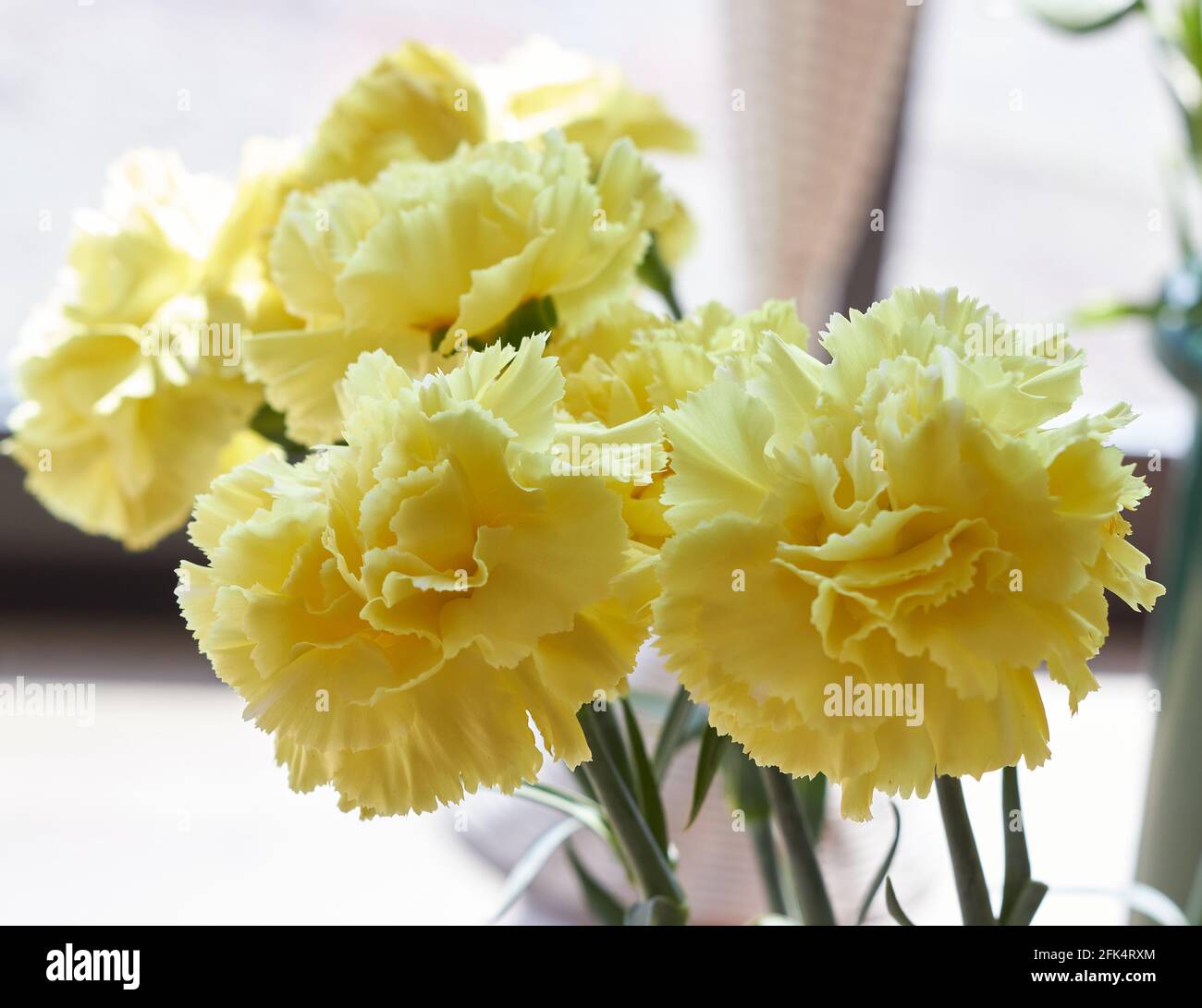 Garofani gialli Foto Stock