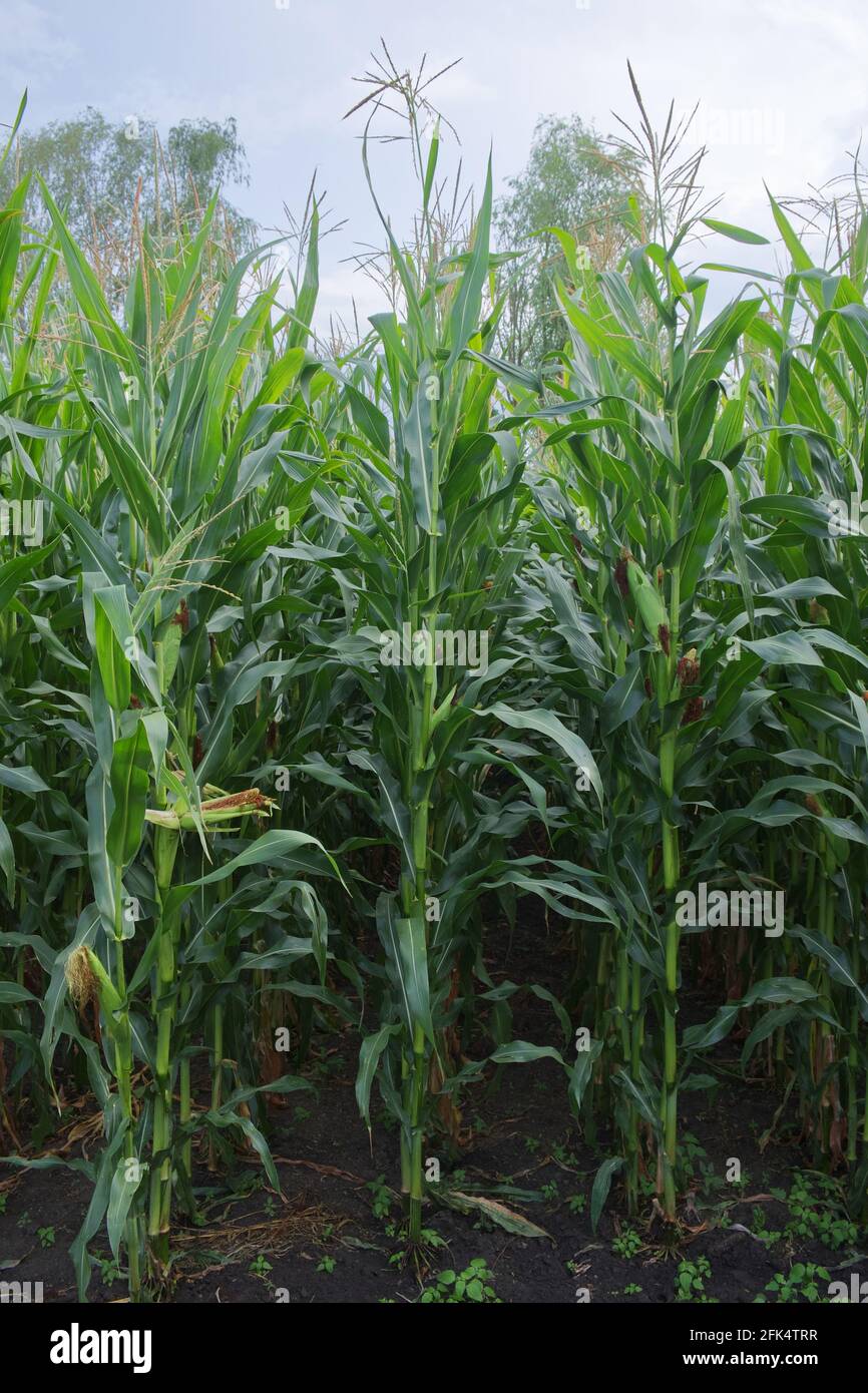 Gambi della pianta di mais, primo piano. Piante agricole in estate. Foto Stock