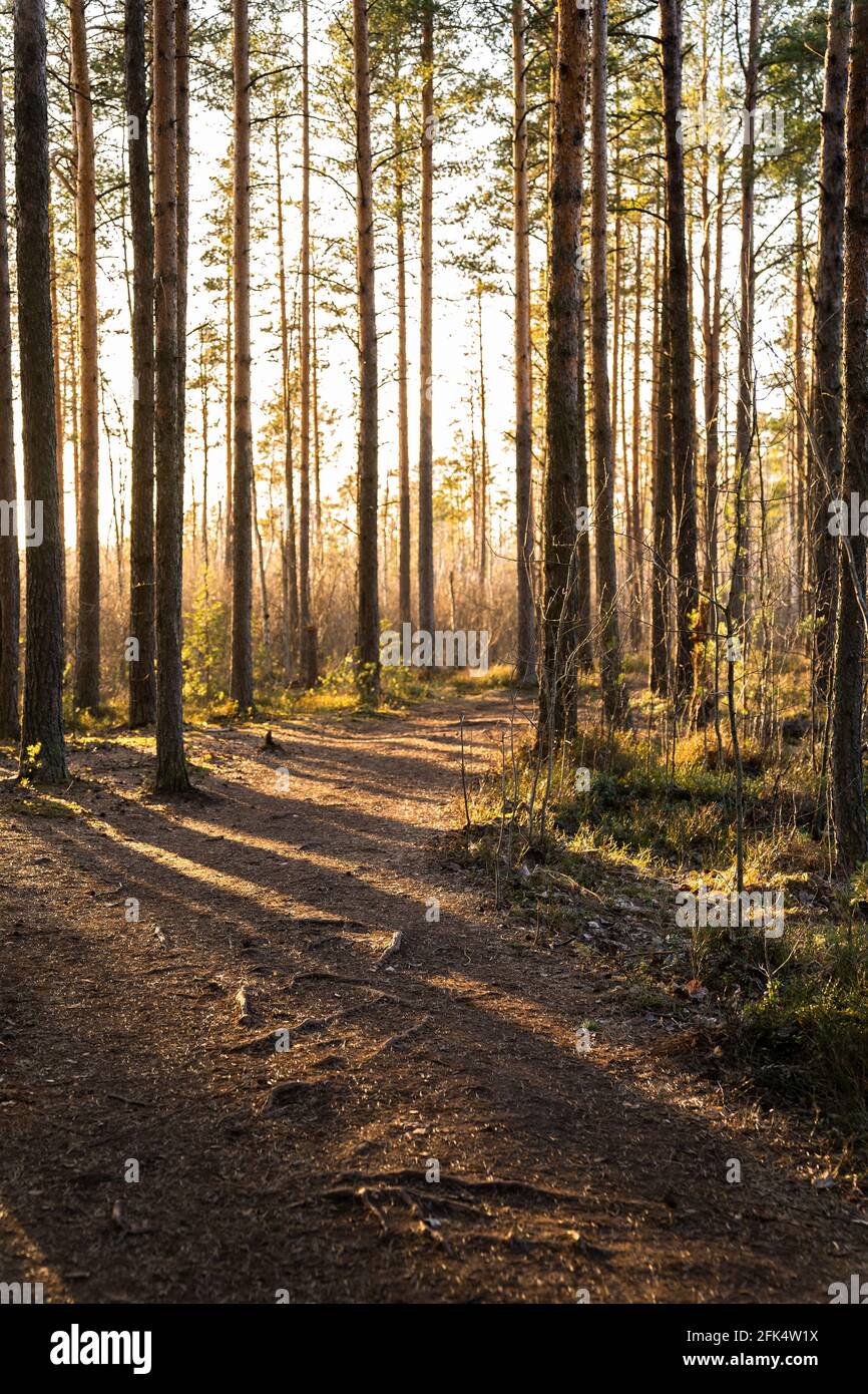 Paesaggio pineta al tramonto, sentiero e raggi del sole che splende attraverso gli alberi. Sentiero in bosco in nebbia Foto Stock