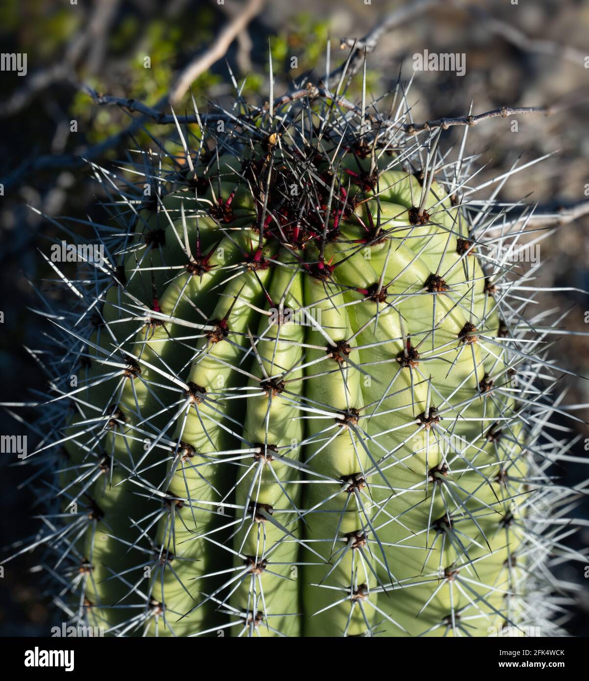 Vista ravvicinata dello scarlatto e delle spine grigie su un Organo tubo cactus (Stenocereus thurberi) meristem apicale Foto Stock