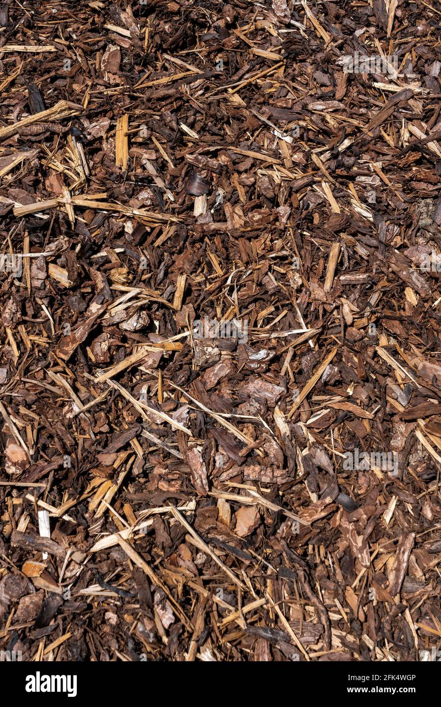 Schegge di corteccia di chip di legno che sono state frantumate per l'uso come un pacciame da giardino dall'industria del legname che può sia usato come backgro astratto di tessitura Foto Stock