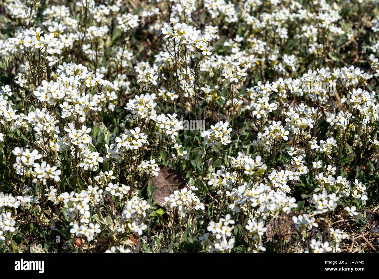 Arabis alpina subsp caucasica 'variegata' una pianta di fioritura  primaverile con ya fiore bianco primaverile comunemente conosciuto come  roccia variegata Cress, il phot di riserva Foto stock - Alamy