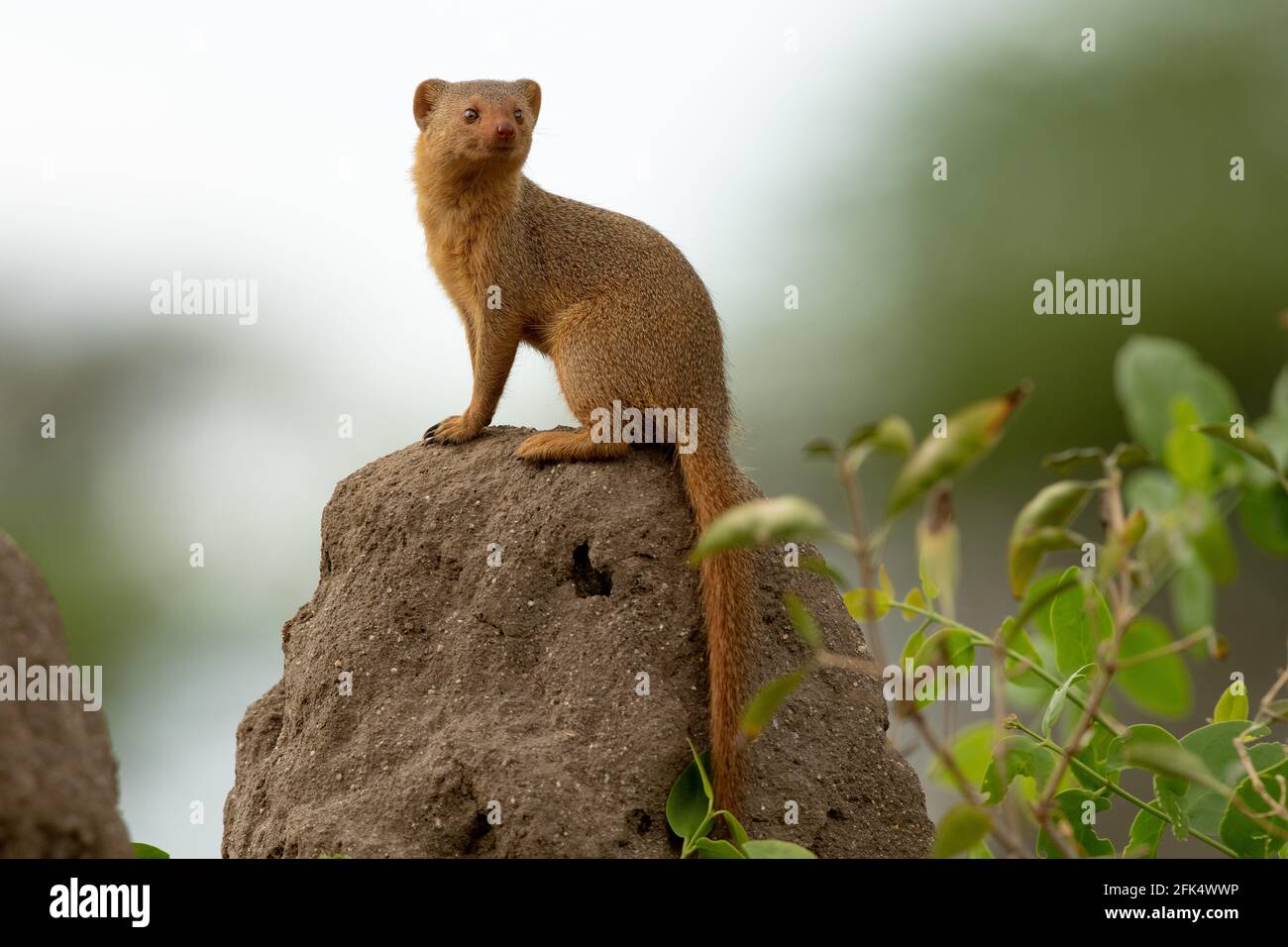 Mongoose nana su un tumulo di termiti nel Parco Nazionale di Tarangire, Tanzania Foto Stock