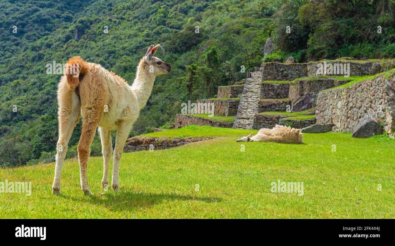 Lama (lama glama) panorama a Machu Picchu, Santuario storico di Machu Picchu Cusco, Perù. Foto Stock Lama (lama glama) panorama a Machu Picchu, Santuario storico di Machu Picchu Cusco, Perù. Foto Stock
