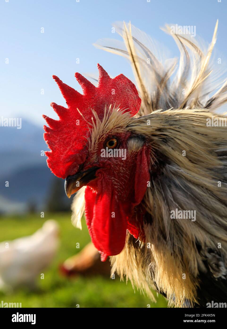 Hühner Foto Stock