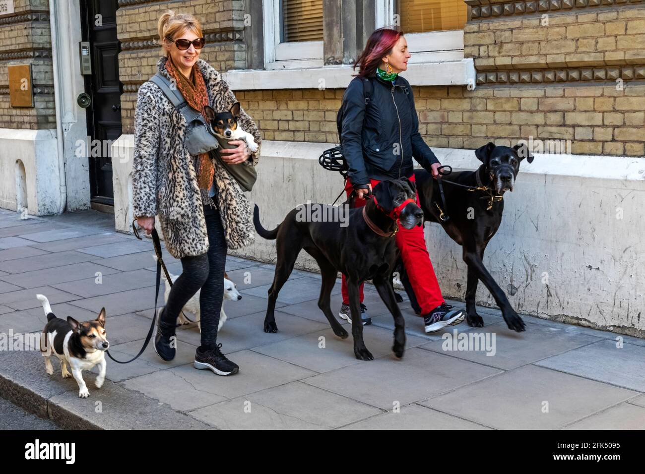 Inghilterra, Londra, due donne Dog Walking *** Local Caption *** divertente, Gran Bretagna, britannico, cane, camminatori cane, cane Walking, cani, Inghilterra, inglese, Funny, Gran BRI Foto Stock
