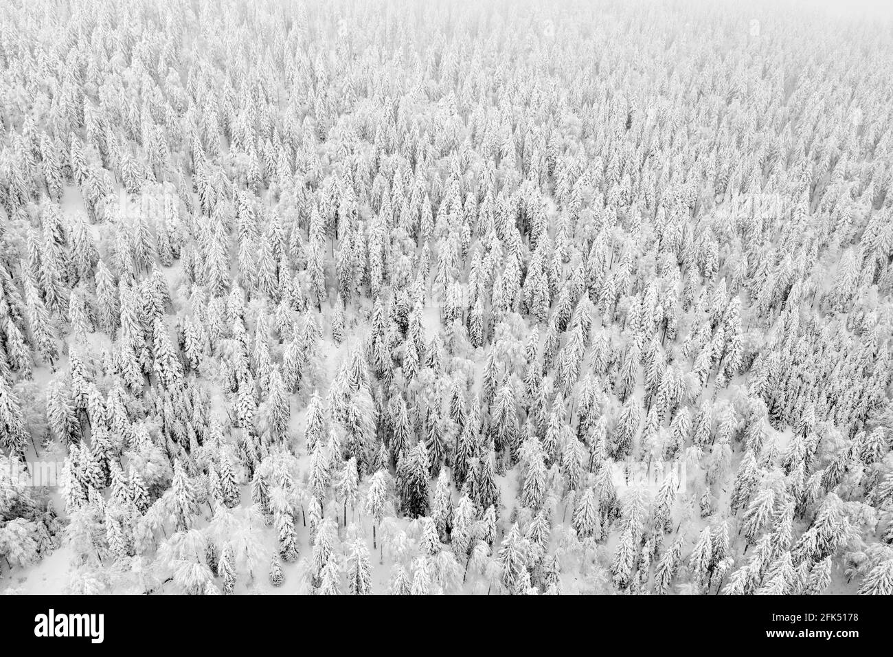 Drohnenaufnahme von Winterwald im Nebel, Zug, Schweiz Foto Stock