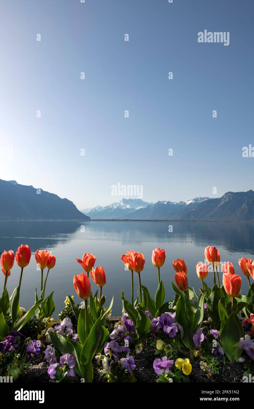 Svizzera, Vaud, Waadt, Lac Léman, Genfer See, Lago di Ginevra, Montreux, ville, Stadt, città, Les quais, die Docks, le banchine, fleurs, Blumen, fiori, Foto Stock