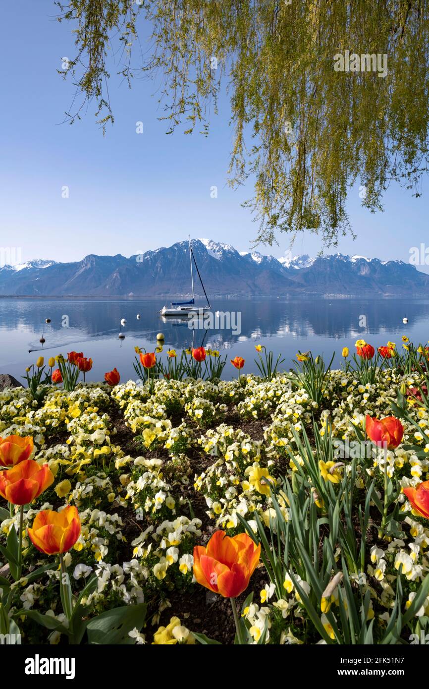 Svizzera, Vaud, Waadt, Lac Léman, Genfer See, Lago di Ginevra, Montreux, ville, Stadt, città, Les quais, die Docks, le banchine, fleurs, Blumen, fiori, Foto Stock