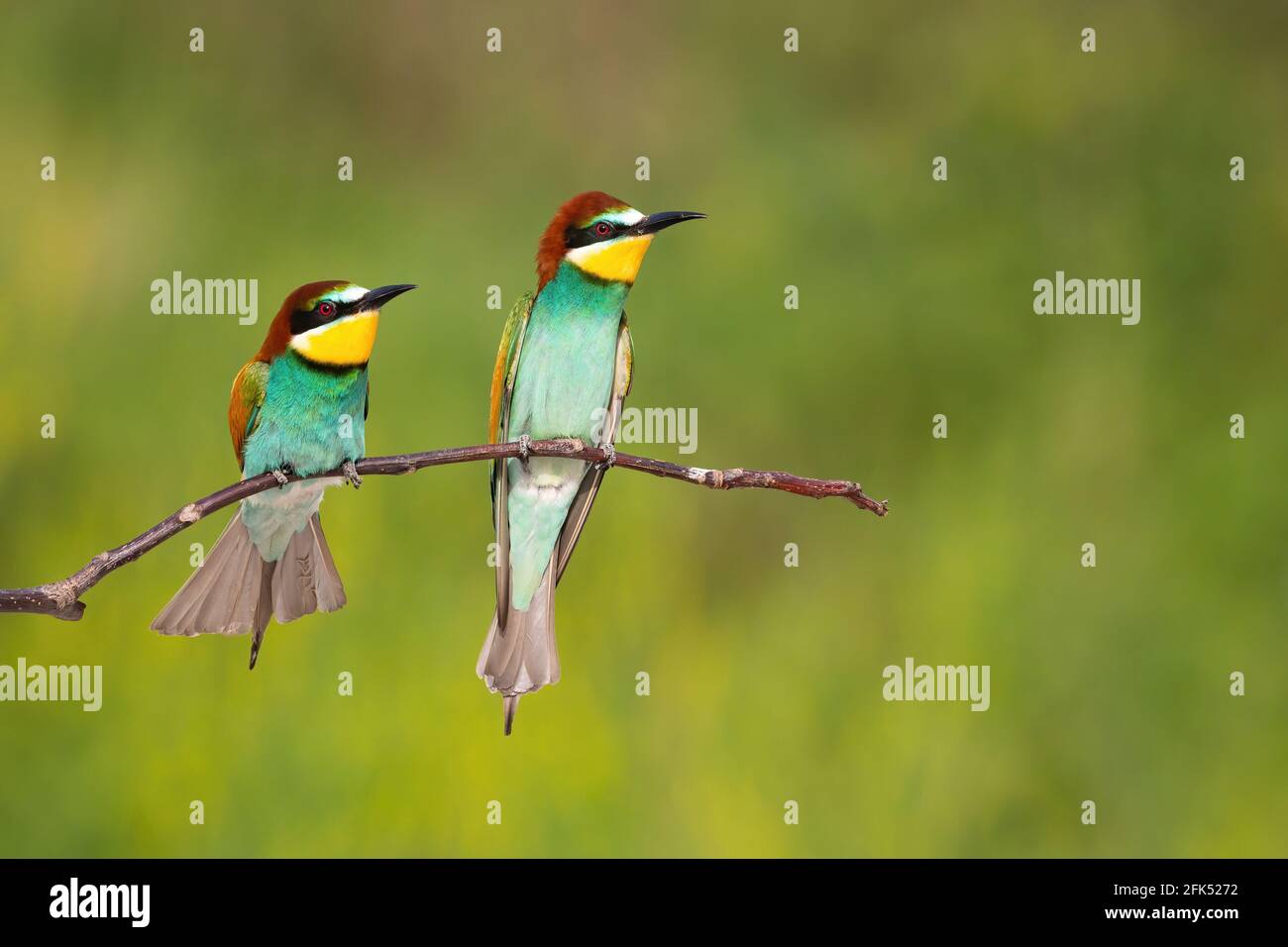 Due api-eater europei che guardano sul ramo con spazio di copia Foto Stock