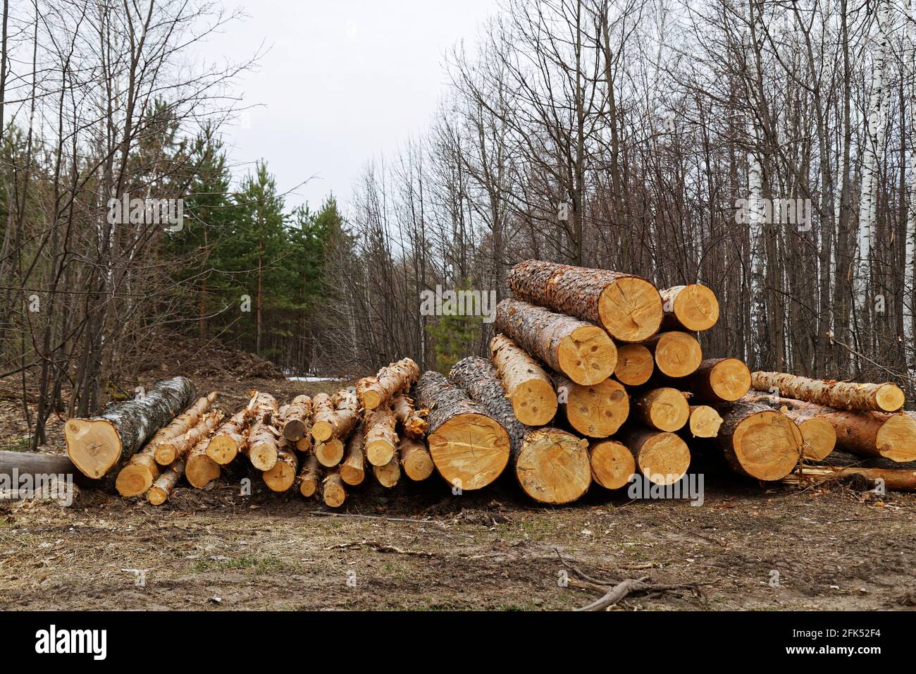Registrazione. Cumulo di tronchi ripiegati di alberi si trovano sul terreno nella foresta. Foto Stock