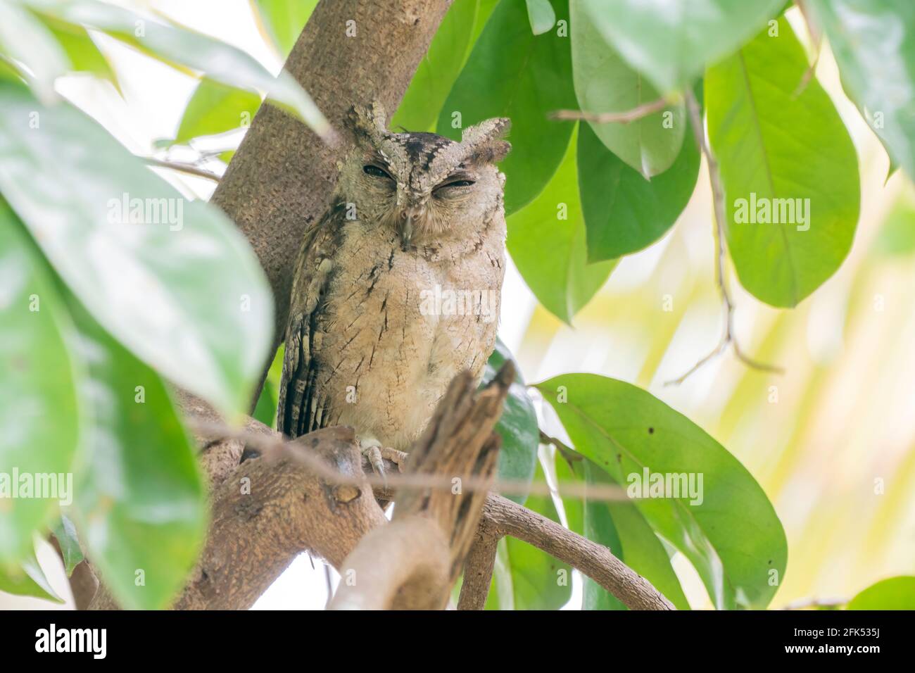 Gufo indiano scope, Otus bakkamoena, singolo adulto arroccato in albero, rosting, Udawalawe, Sri Lanka Foto Stock