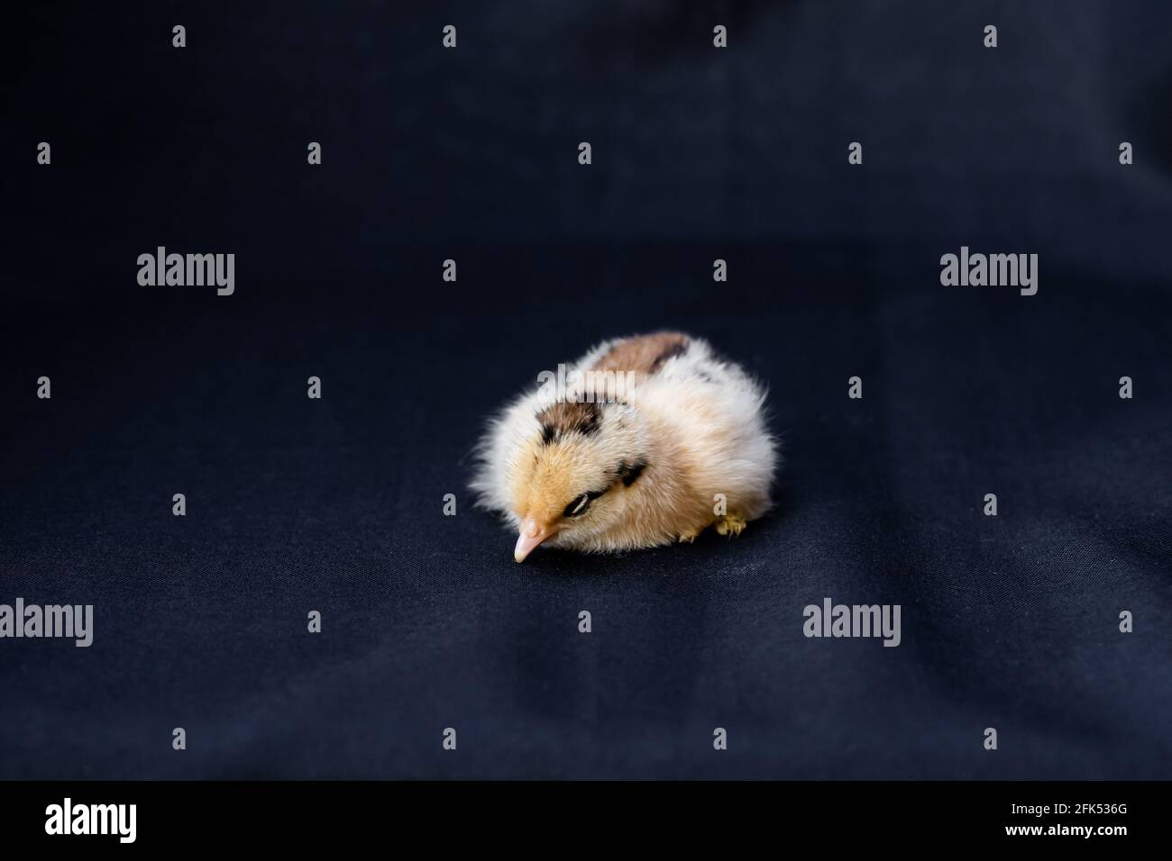 Baby Mini Cochin Chick su sfondo blu scuro in luce studio. Foto Stock