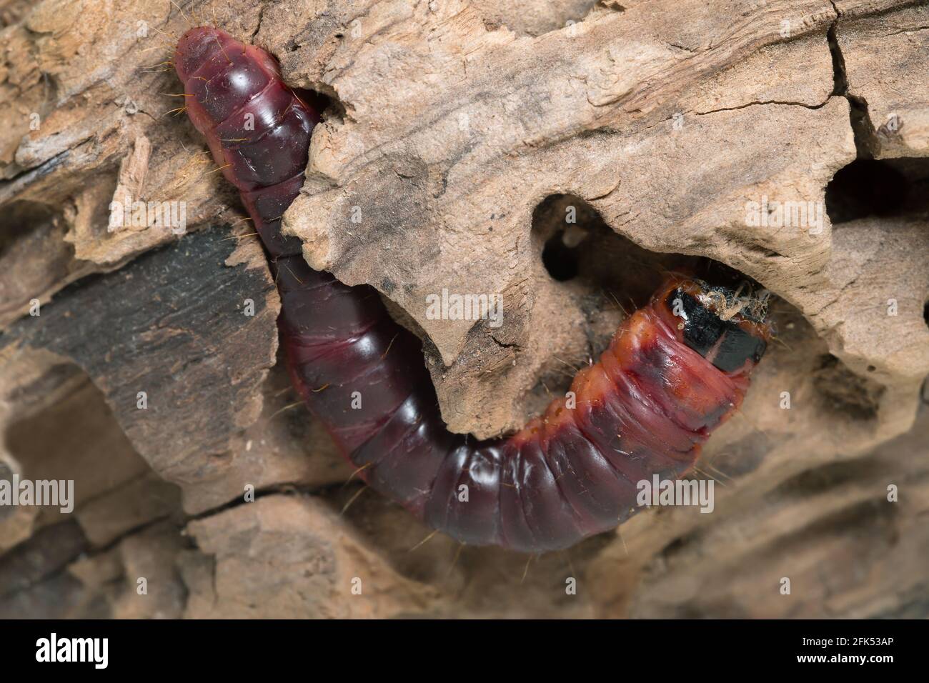 Falena di capra, Cossus cossus larva su legno Foto Stock