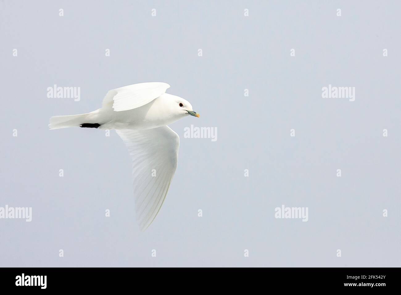 gabbiano d'avorio, eburnea di Pagophila, uccello singolo in volo sopra il pacco di ghiaccio, Oceano Artico, Svalbard, Norvegia Foto Stock