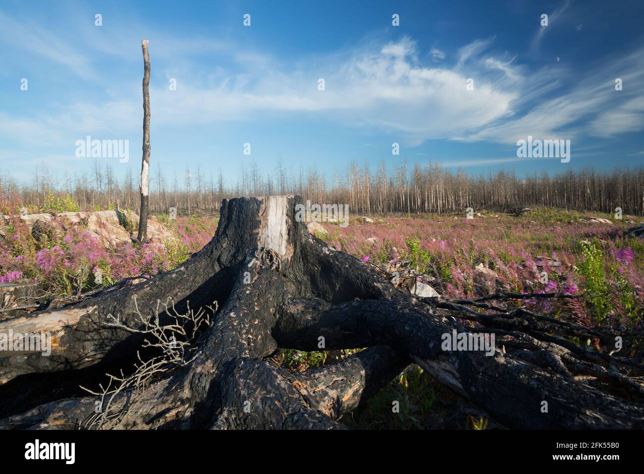 Paesaggio dopo un grande incendio nella foresta in svezia, stub bruciato e fiorente erbacce, Epilobium angustifolium in primo piano Foto Stock