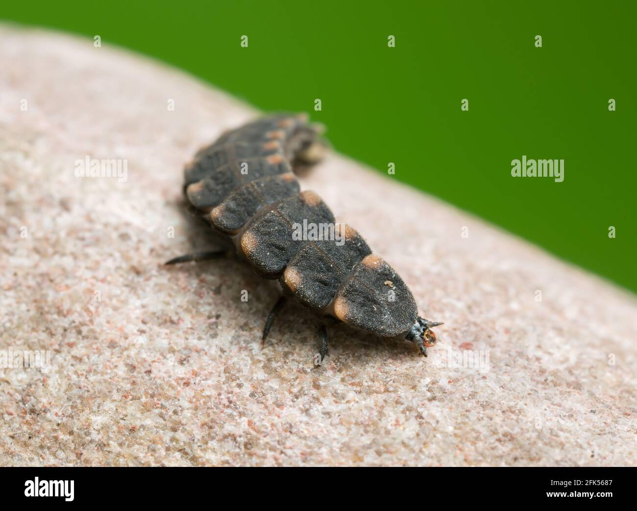 Comune glow-worm, Lampyris noctiluca larva su roccia, macro foto Foto Stock