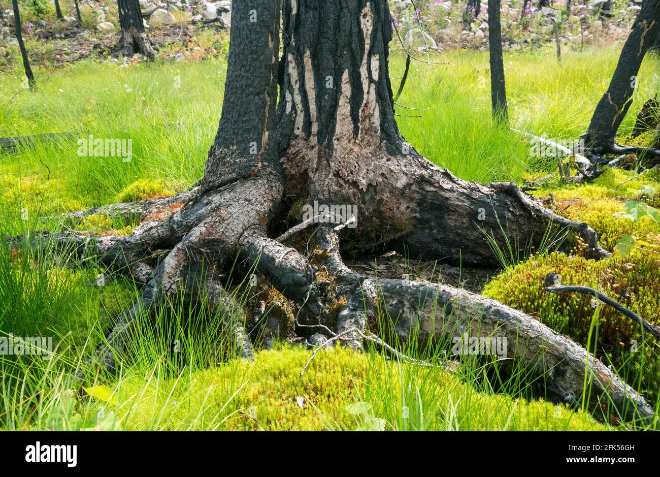 Albero di pino bruciato in ambiente umido dopo un incendio di foresta in svezia Foto Stock