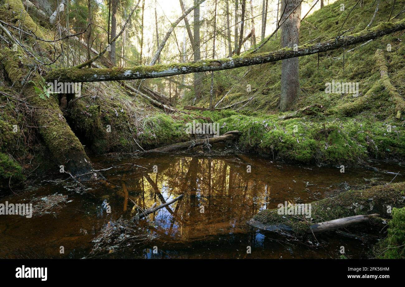 Foresta naturale incontaminata con ruscello e alberi caduti Foto Stock