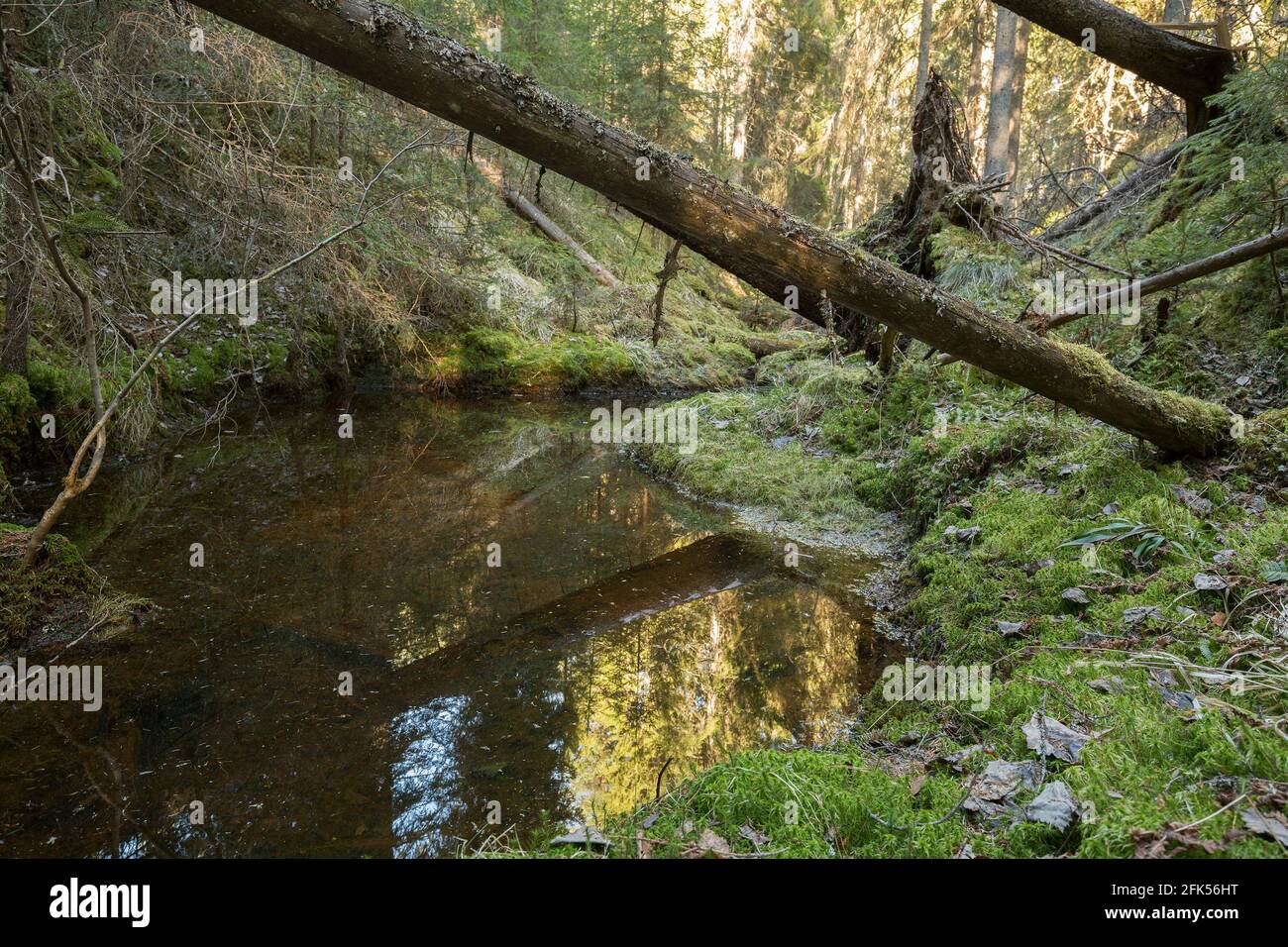 Foresta naturale incontaminata con ruscello e alberi caduti Foto Stock