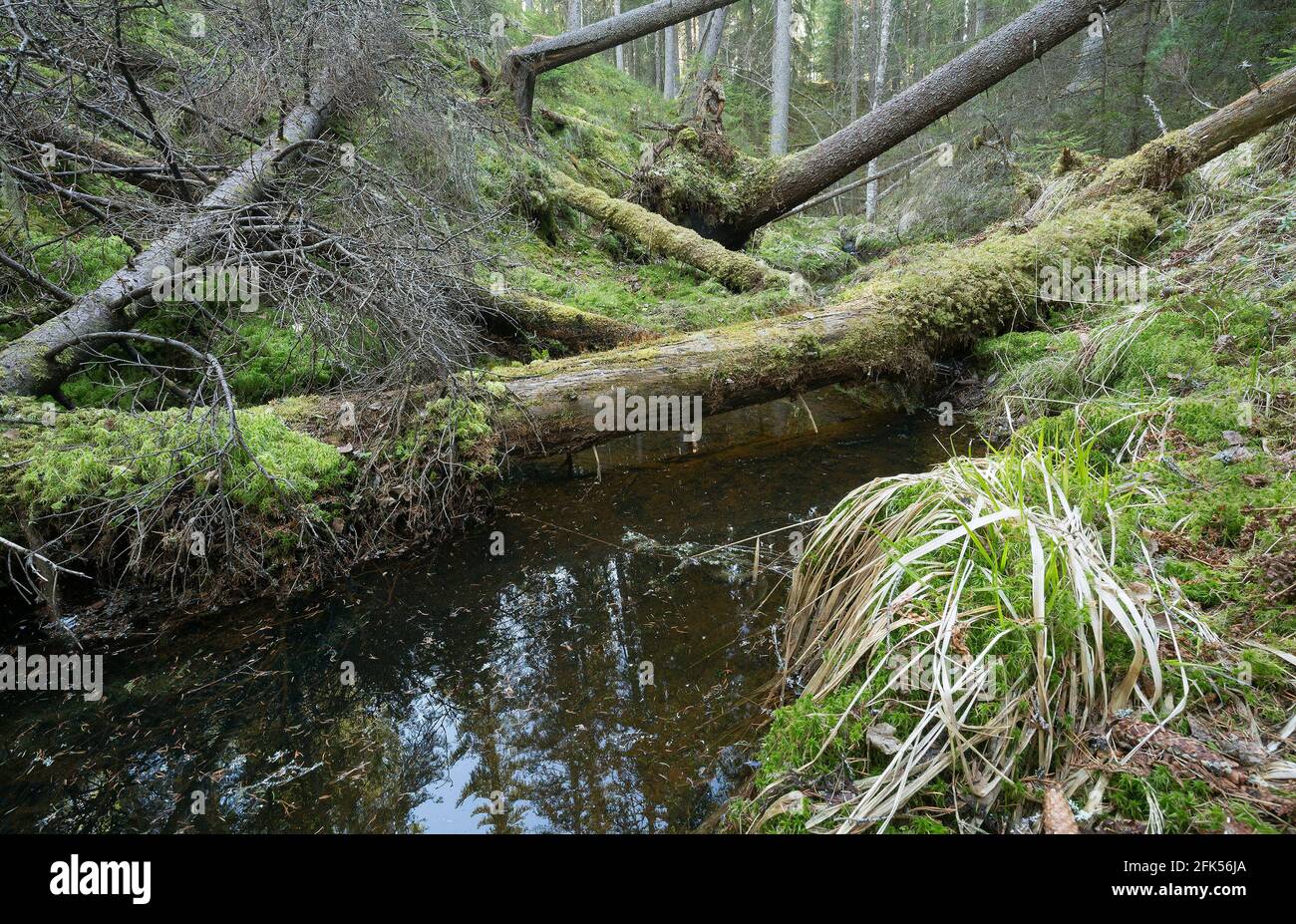 Foresta naturale incontaminata con ruscello e alberi caduti Foto Stock