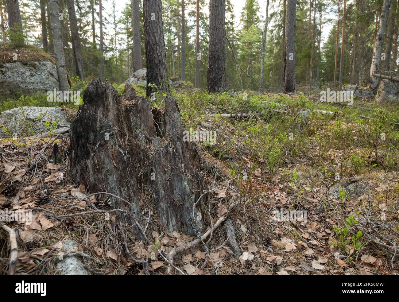 Stub in foresta naturale mista con alberi in parte bruciati che creano habitat importante per molte specie Foto Stock