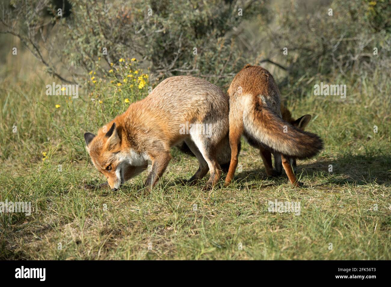 Rotfuchs Foto Stock