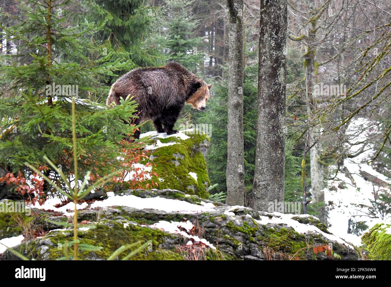 Braunbär Foto Stock