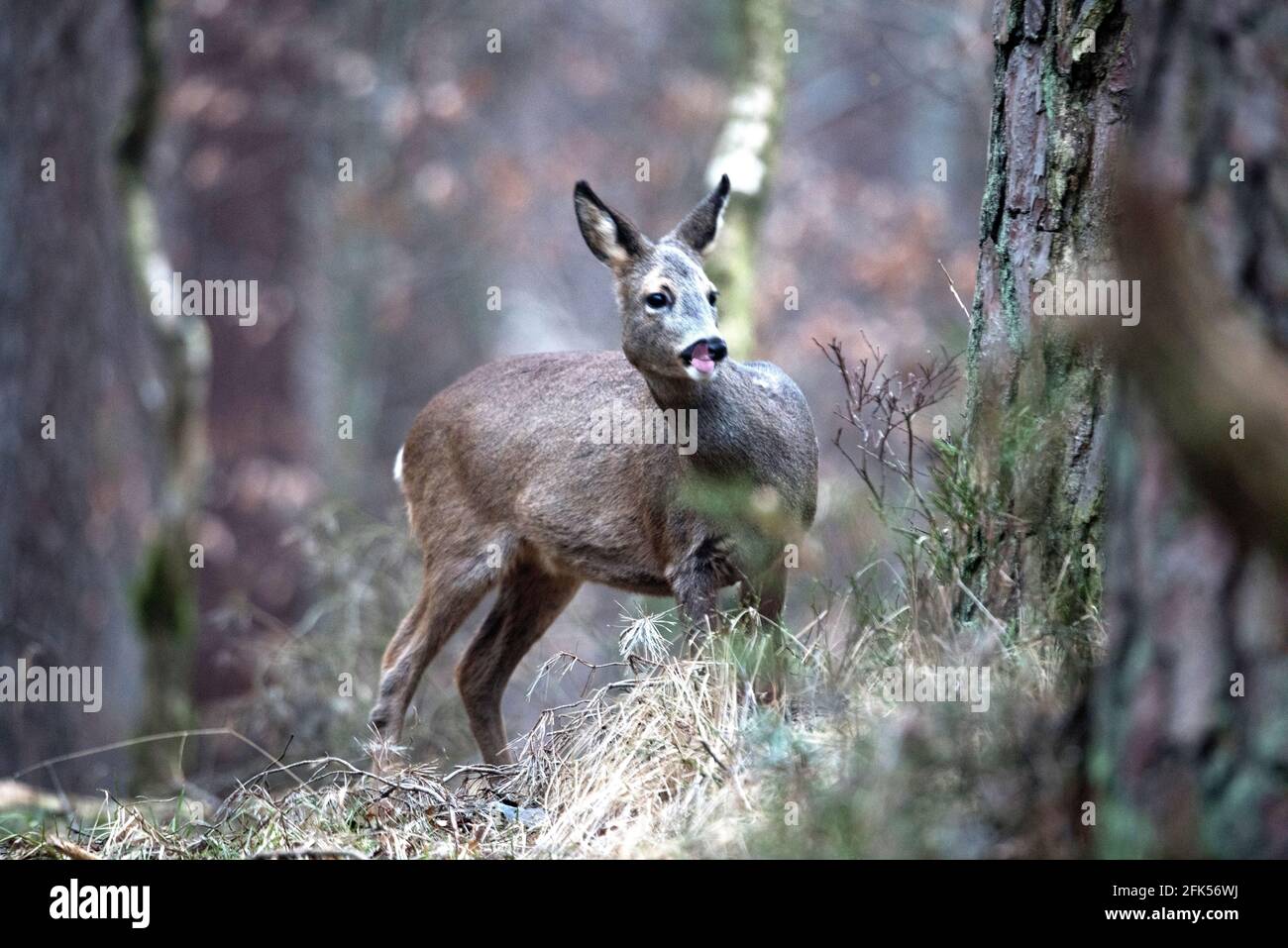 REH, Ricke im Wald, Rehe im Feuar, Foto Stock