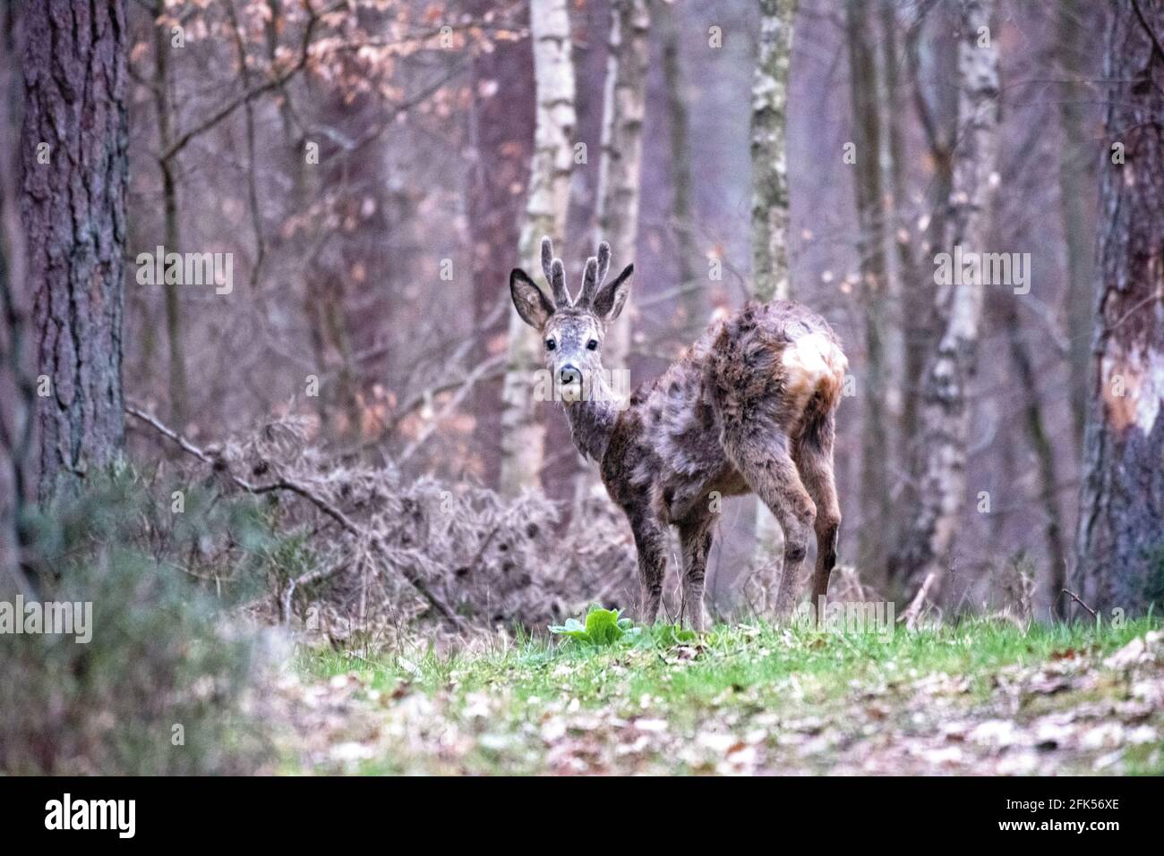 Rehe im Wald Foto Stock