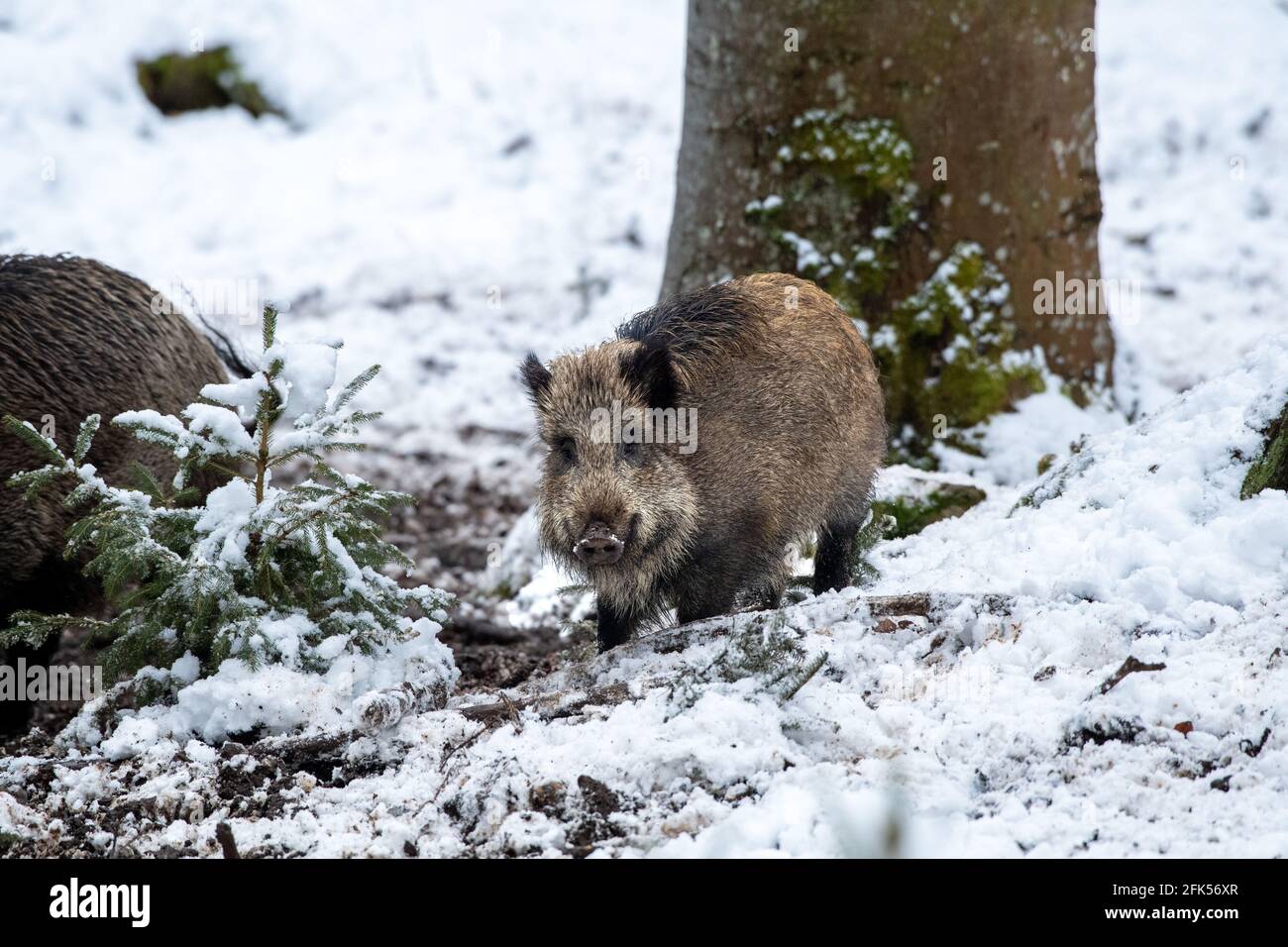 Sauen im Wald Foto Stock