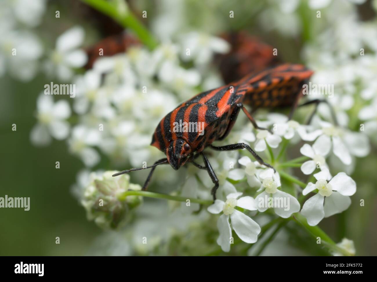 Schermo striato per adulti, grafosoma, lineatum sulla via caraway Foto Stock