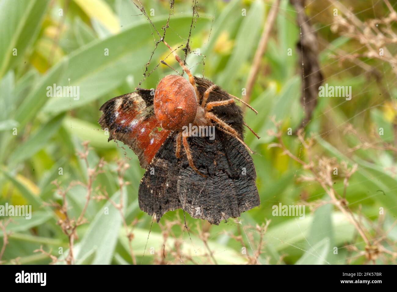 Der Schmetterling - Tampfauenauge - Aglais ioEine Spinne fängt einen Schmetterling a ihrem Netz Foto Stock