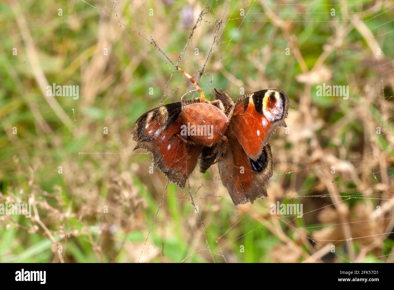 Der Schmetterling - Tampfauenauge - Aglais io Eine Spinne fängt Einen Schmetterling a ihrem Netz Foto Stock