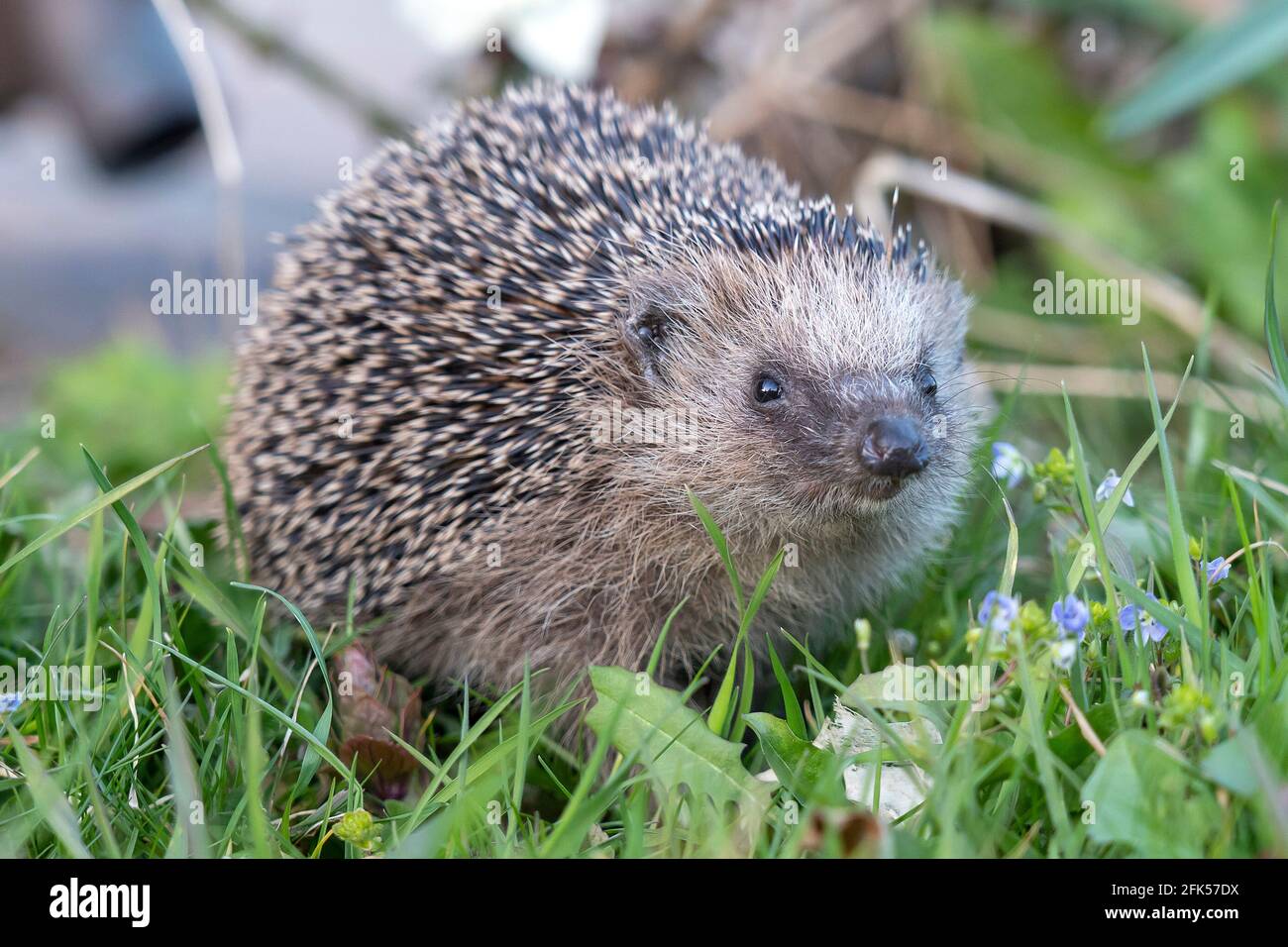 Igel - Erinaceidae Foto Stock
