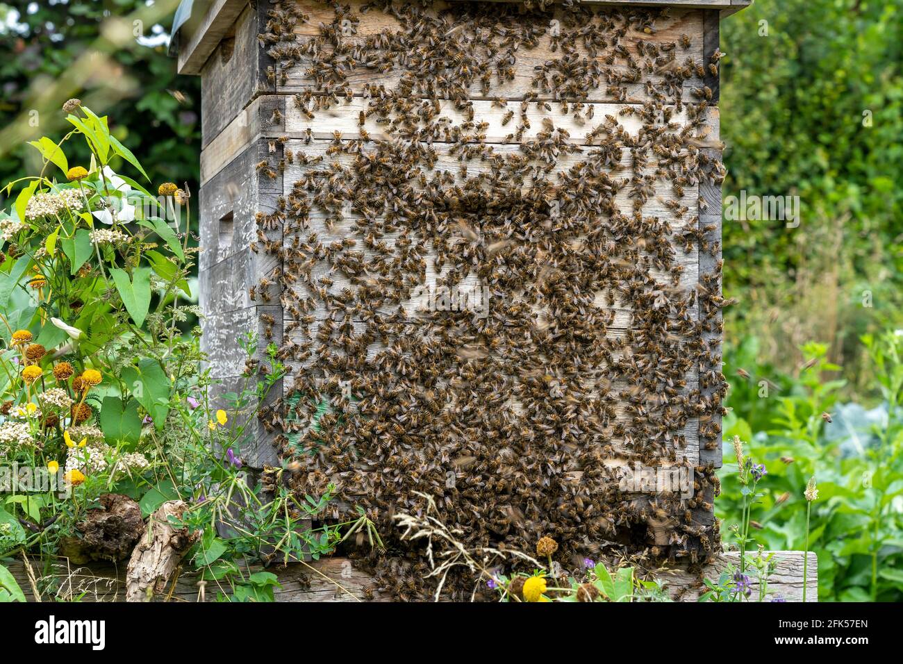 Die Bienenkästen (Bienenbeuten) in der natürlichen Blumenwiese und vor einem Gemüsegarten viele Bienen am Kasten - Apis mellifera Foto Stock