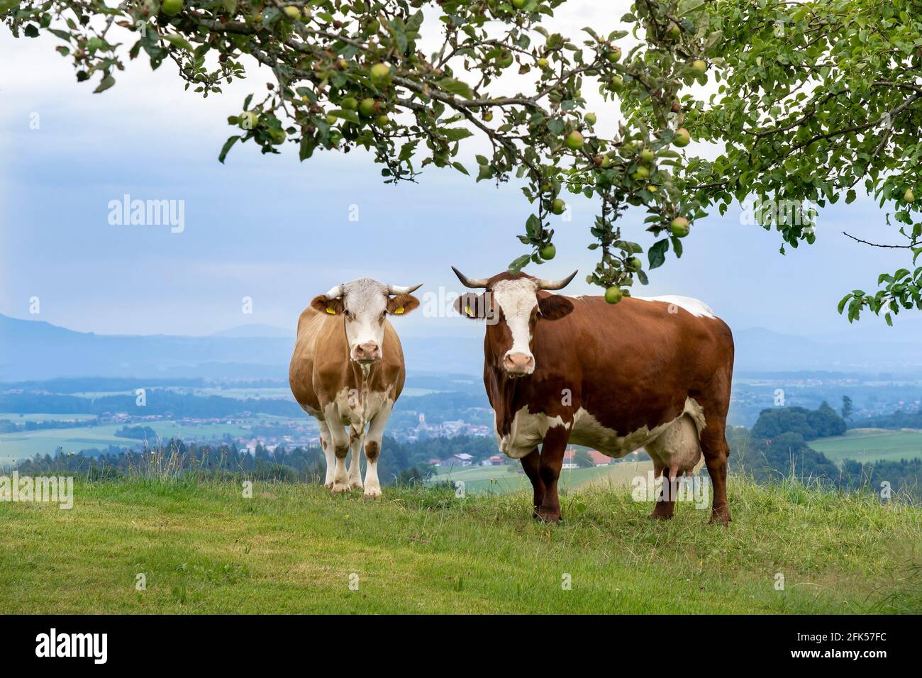 Kühe auf der Weide in Gierstling bei Neukirchen mit dem Panoramablick über Teisendorf und den Rupertiwinkel Foto Stock