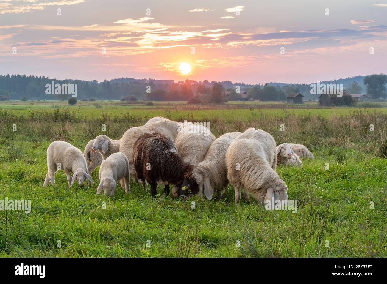 Schaf auf der Weide im Haarmoos bei Sonnenuntergang Foto Stock